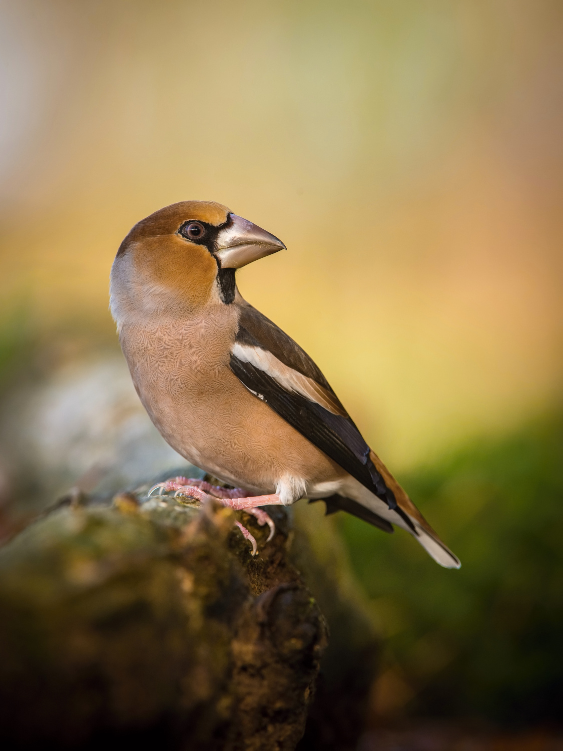 dlask tlustozobý (Coccothraustes coccothraustes) Hawfinch