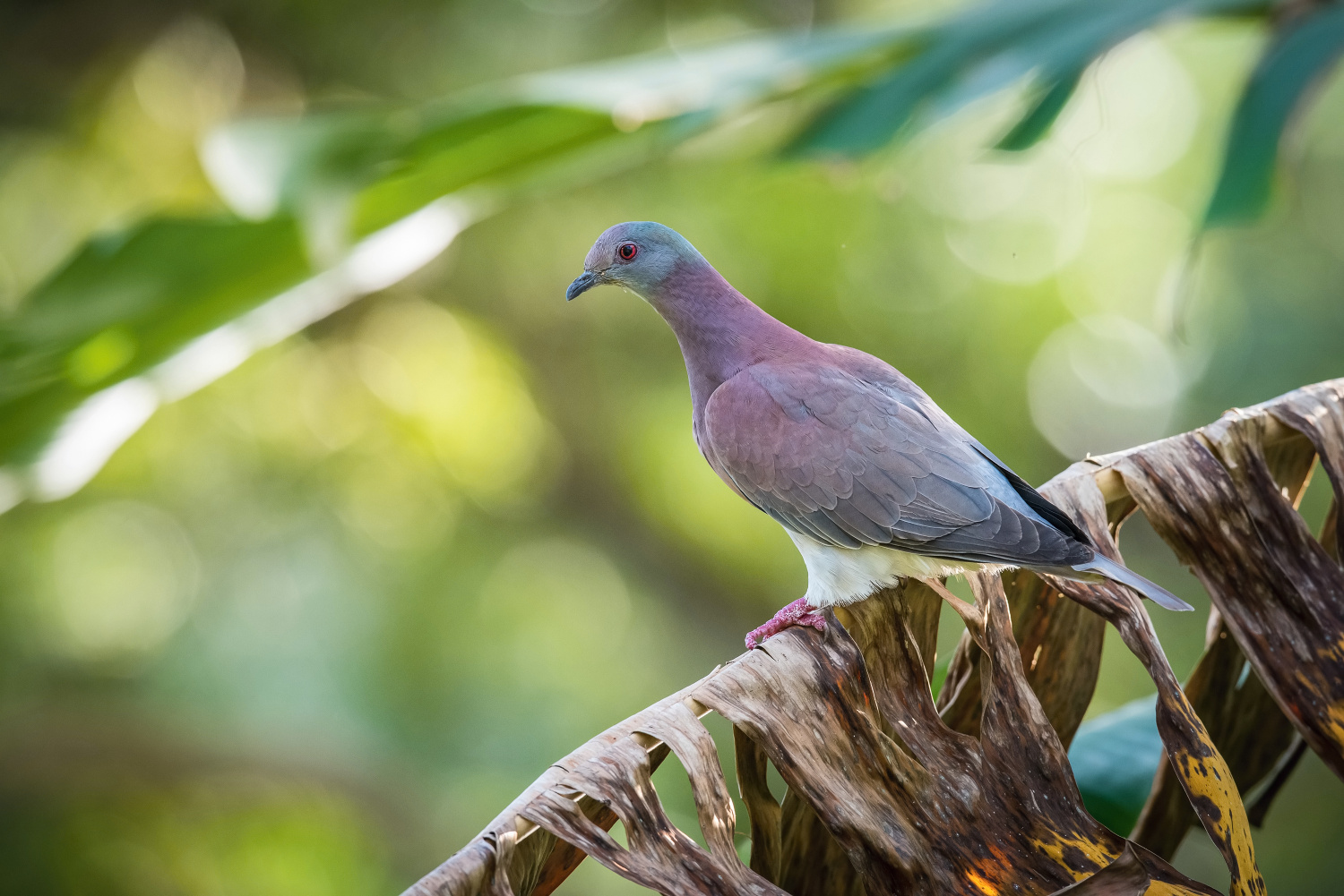 holub neotropický (Patagioenas cayennensis) Pale-vented pigeon