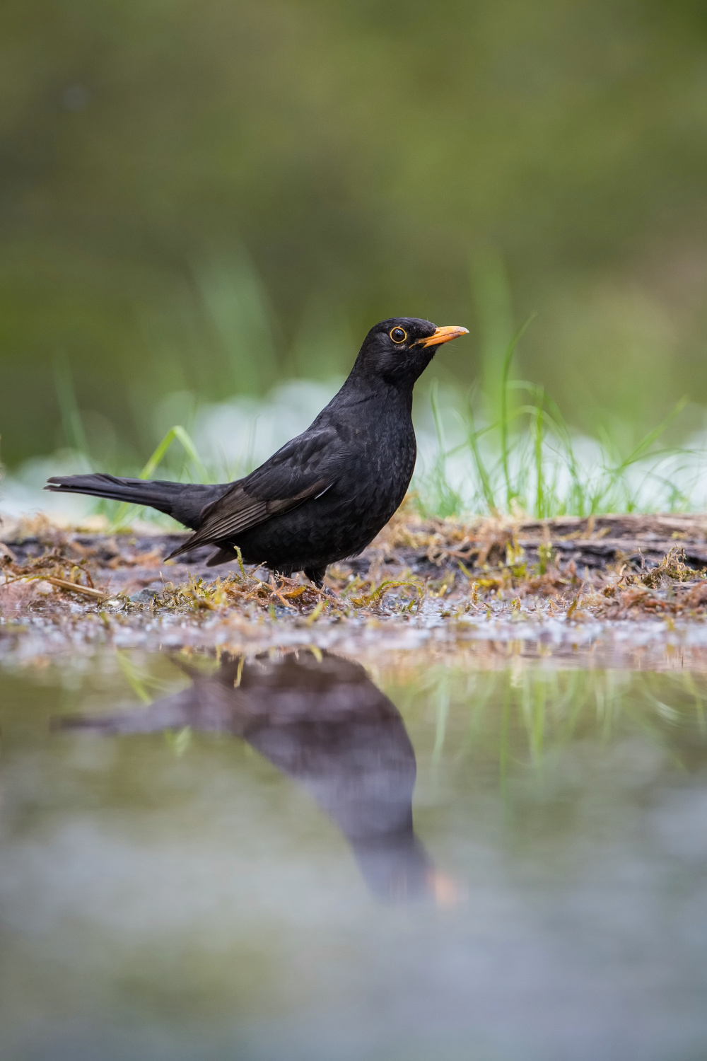 kos černý (Turdus merula) Common blackbird