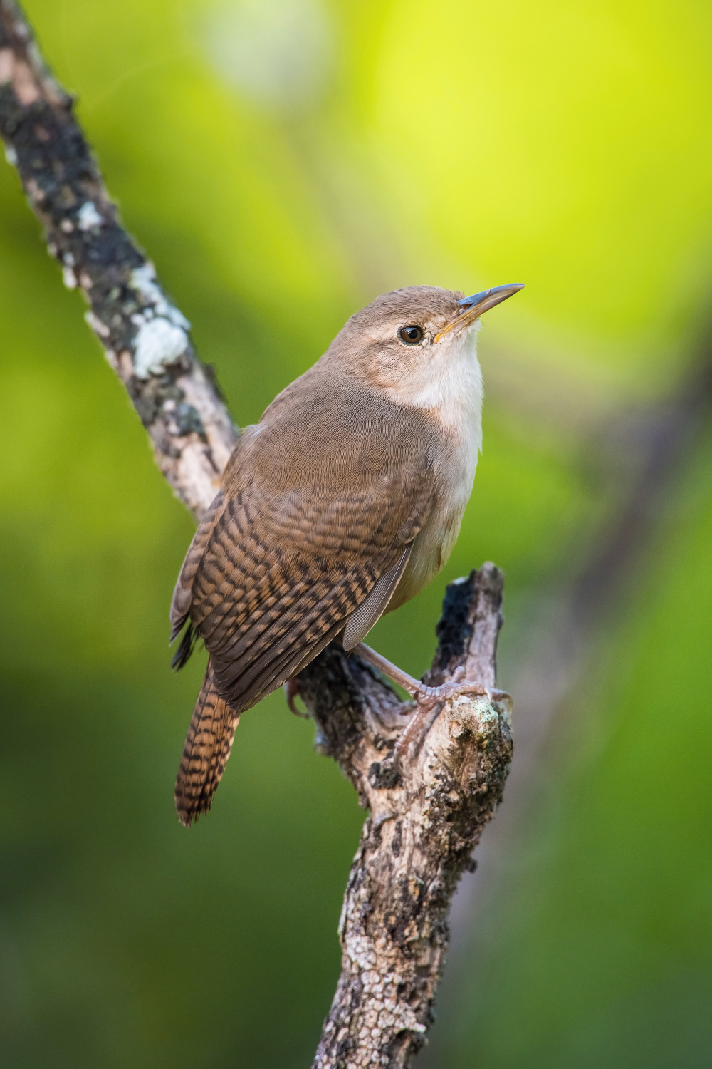 střízlík zahradní (Troglodytes aedon) House wren