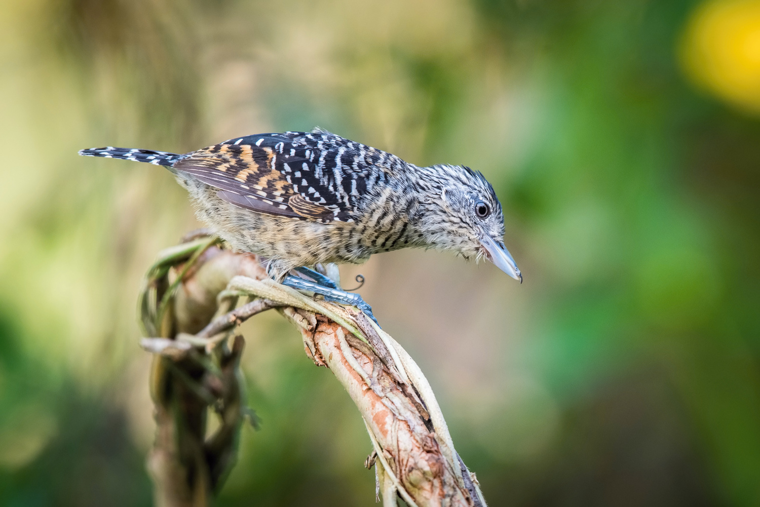 mravenčík zebrovitý (Thamnophilus doliatus) Barred antshrike