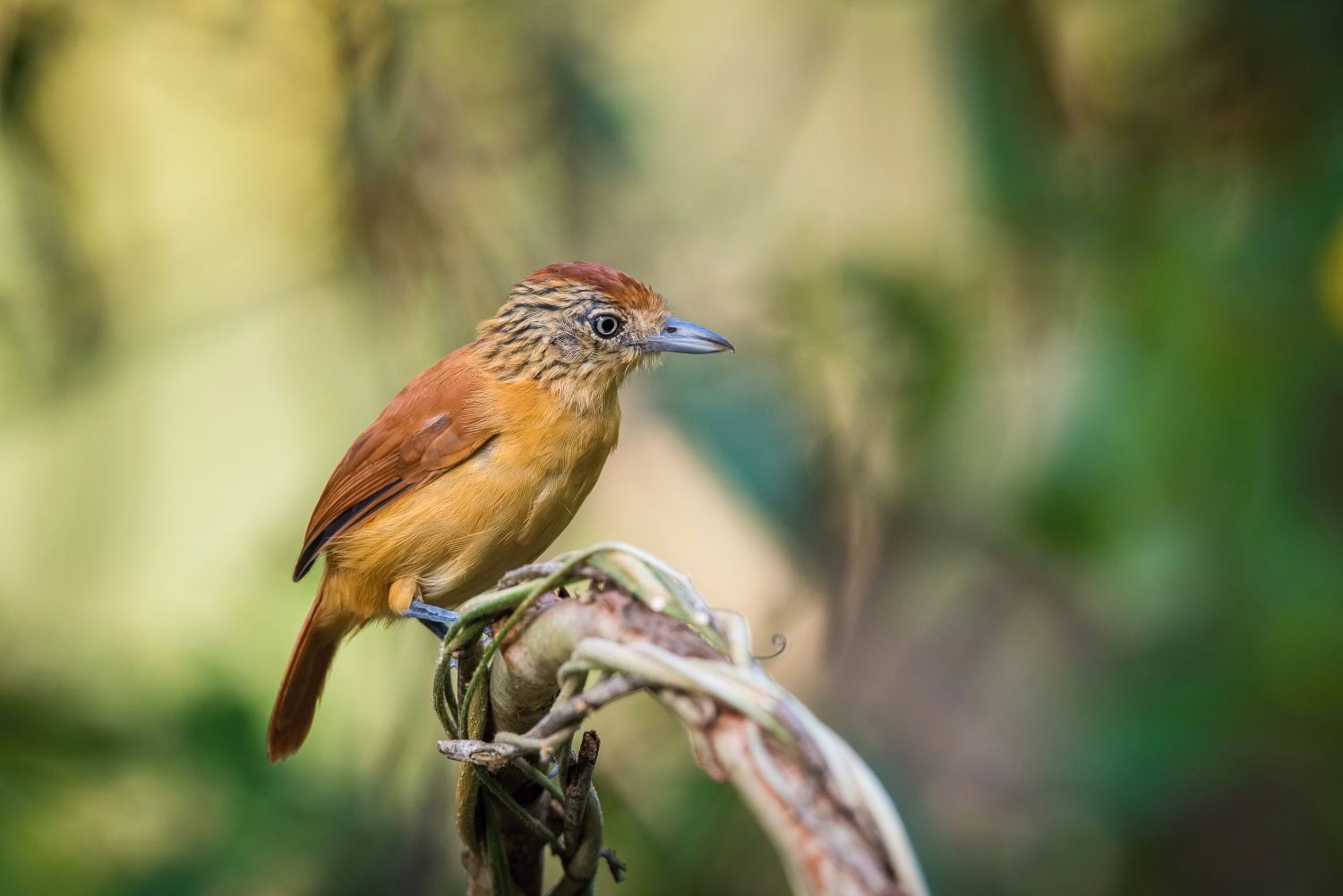 mravenčík zebrovitý (Thamnophilus doliatus) Barred antshrike