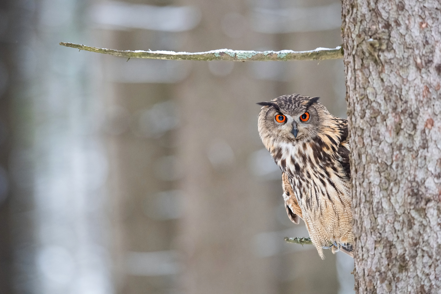 výr velký (Bubo bubo) Eurasian eagle-owl