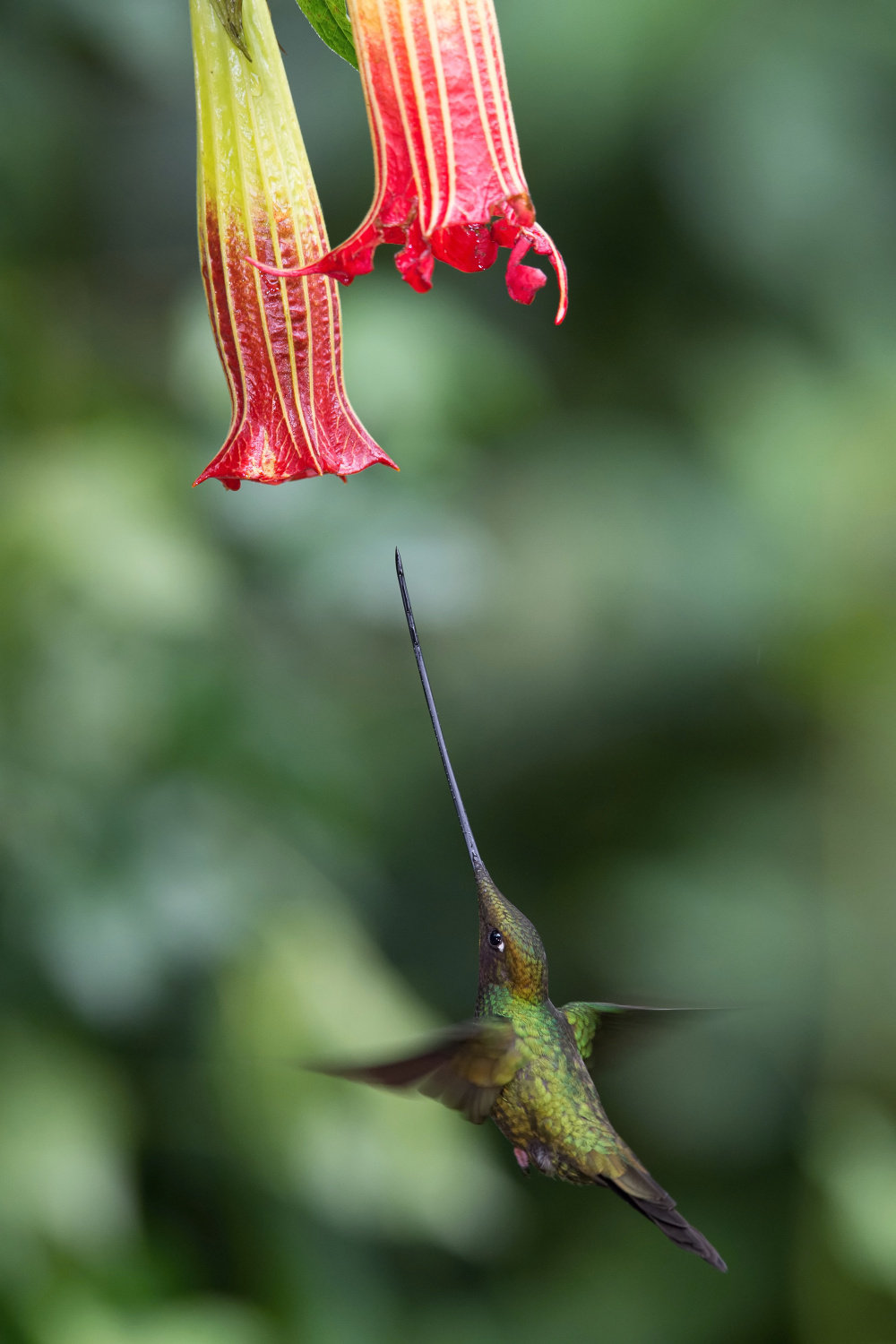 kolibřík mečozobec (Ensifera ensifera) Sword-billed hummingbird