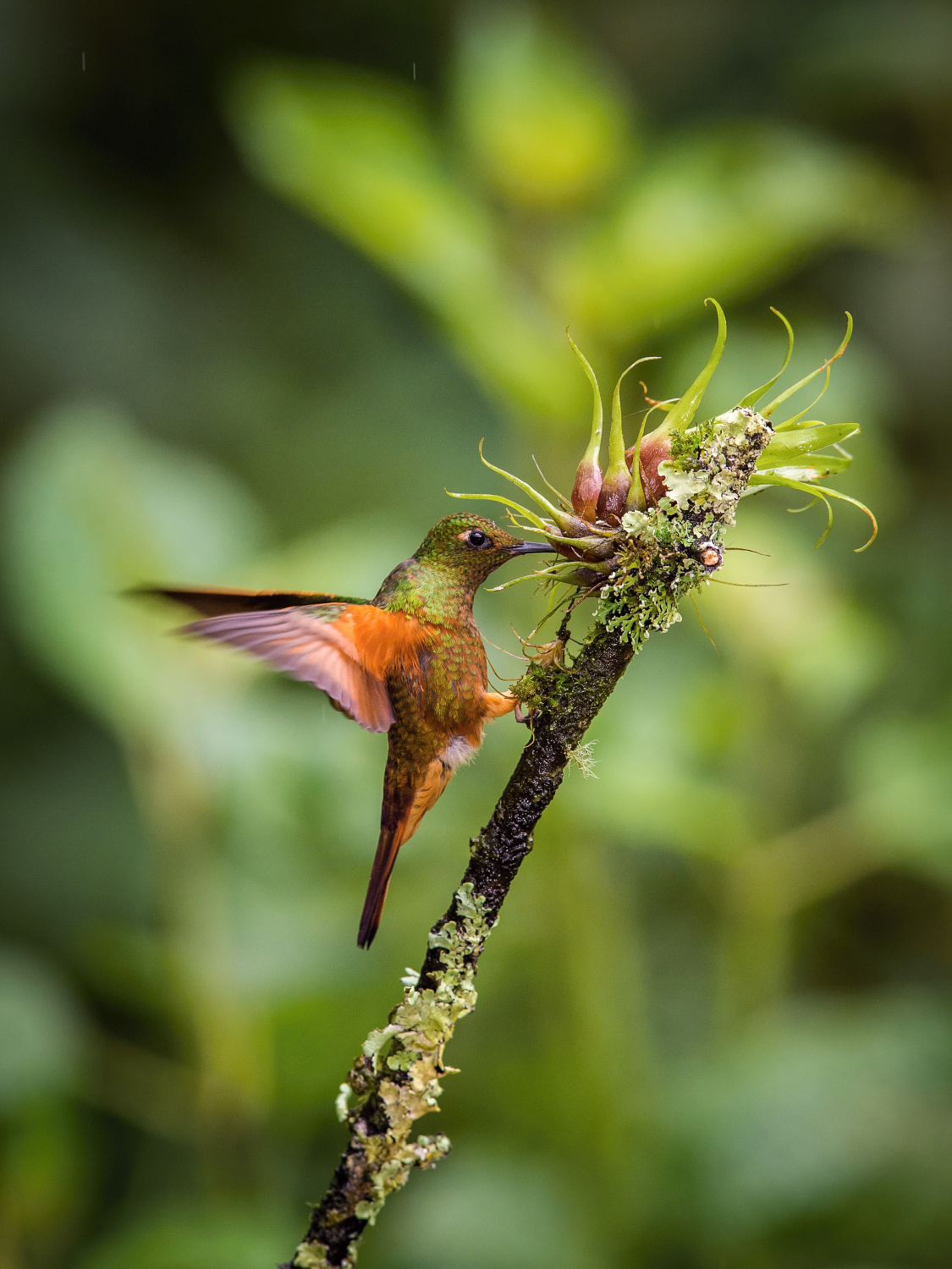 kolibřík peruánský (Boissonneaua matthewsii) Chestnut-breasted coronet