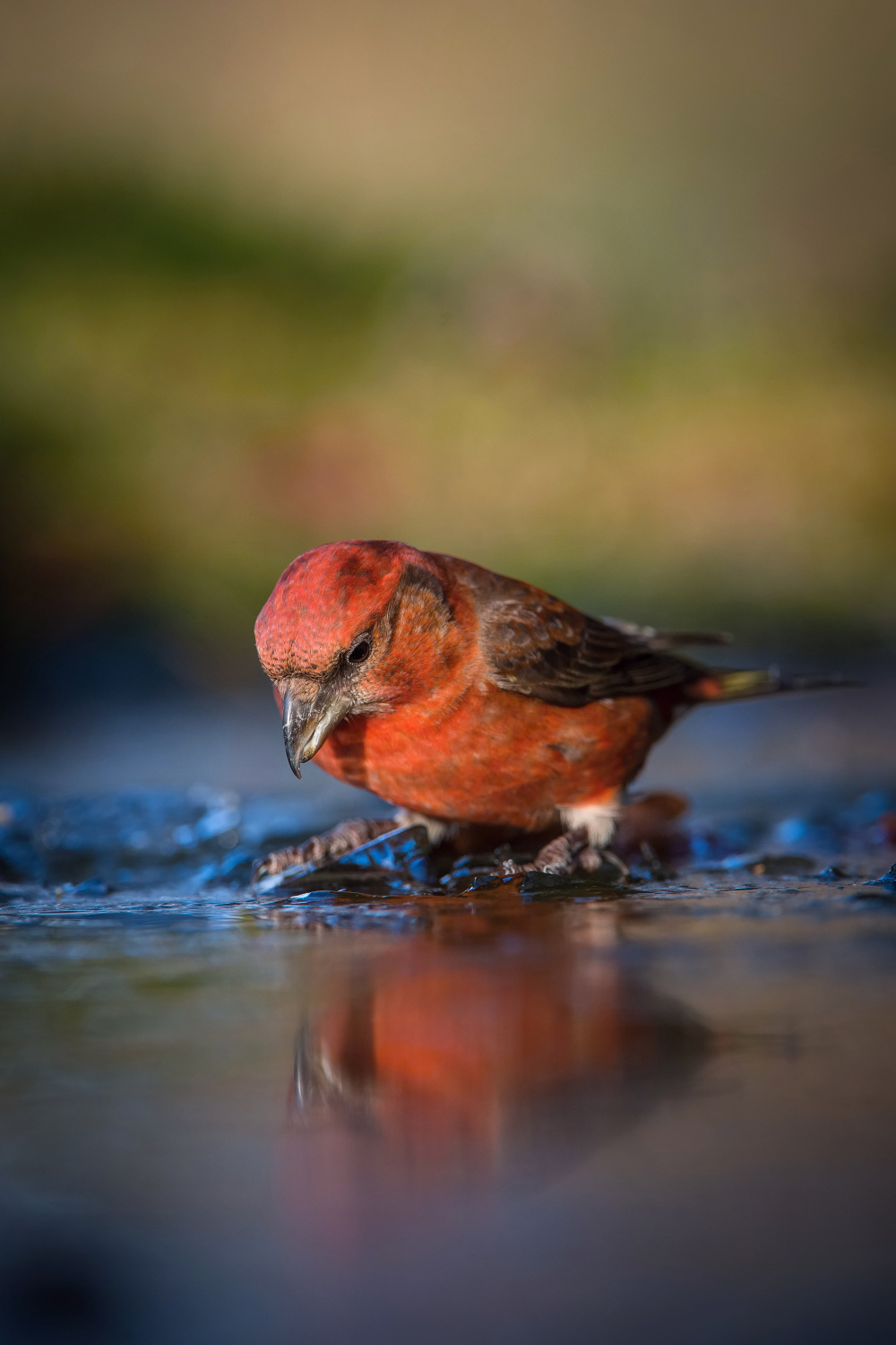 křivka obecná (Loxia curvirostra) Red crossbill