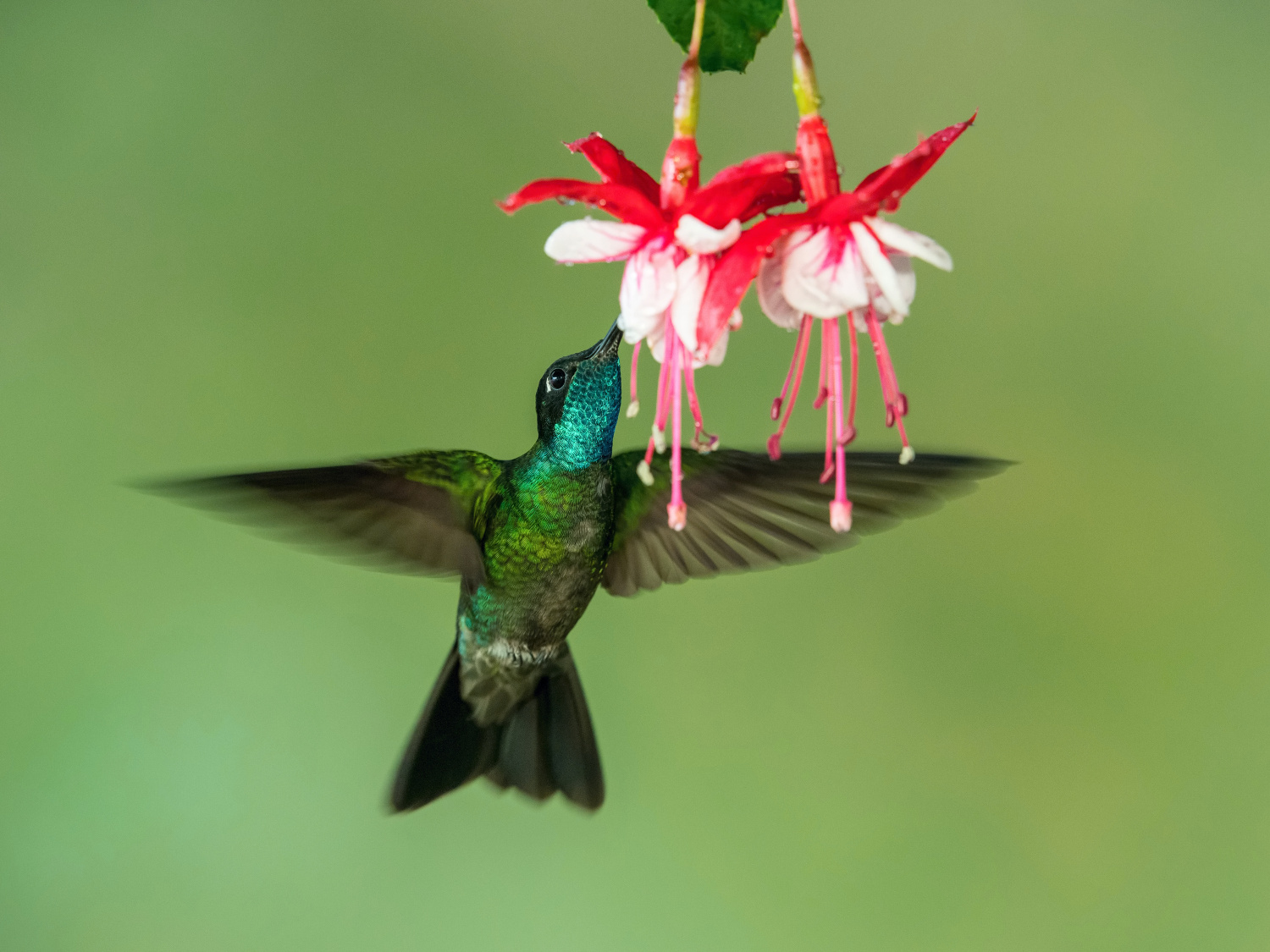 kolibřík skvostný (Eugenes fulgens) Rivolis hummingbird