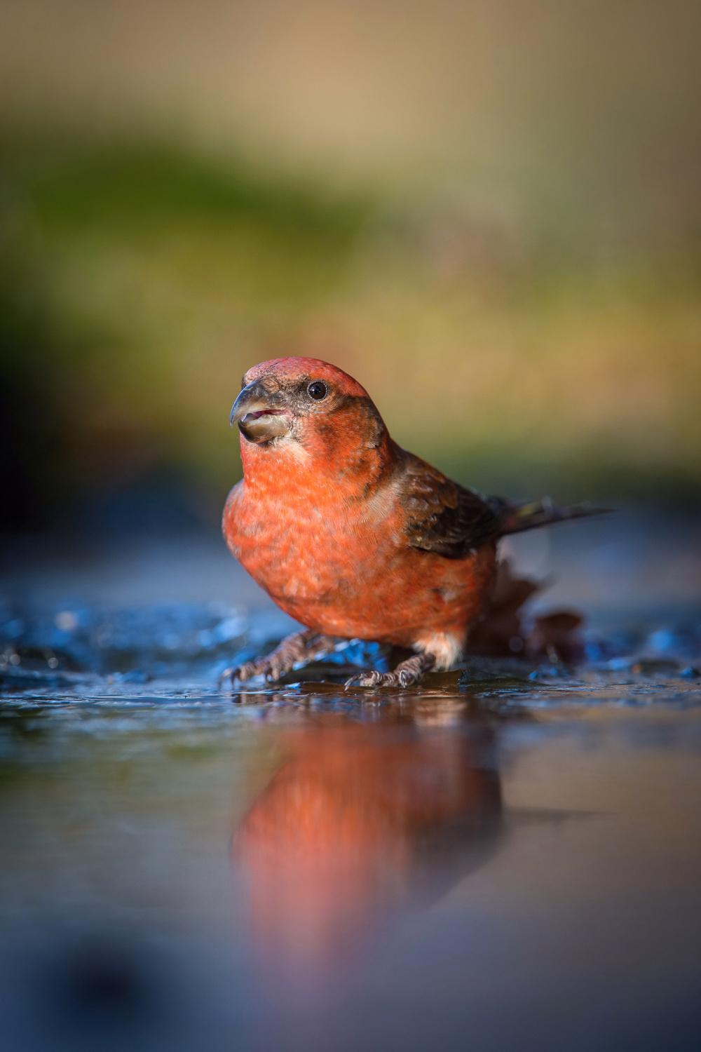 křivka obecná (Loxia curvirostra) Red crossbill