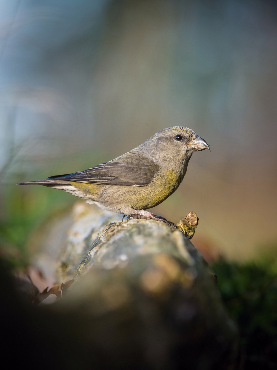 křivka obecná (Loxia curvirostra) Red crossbill