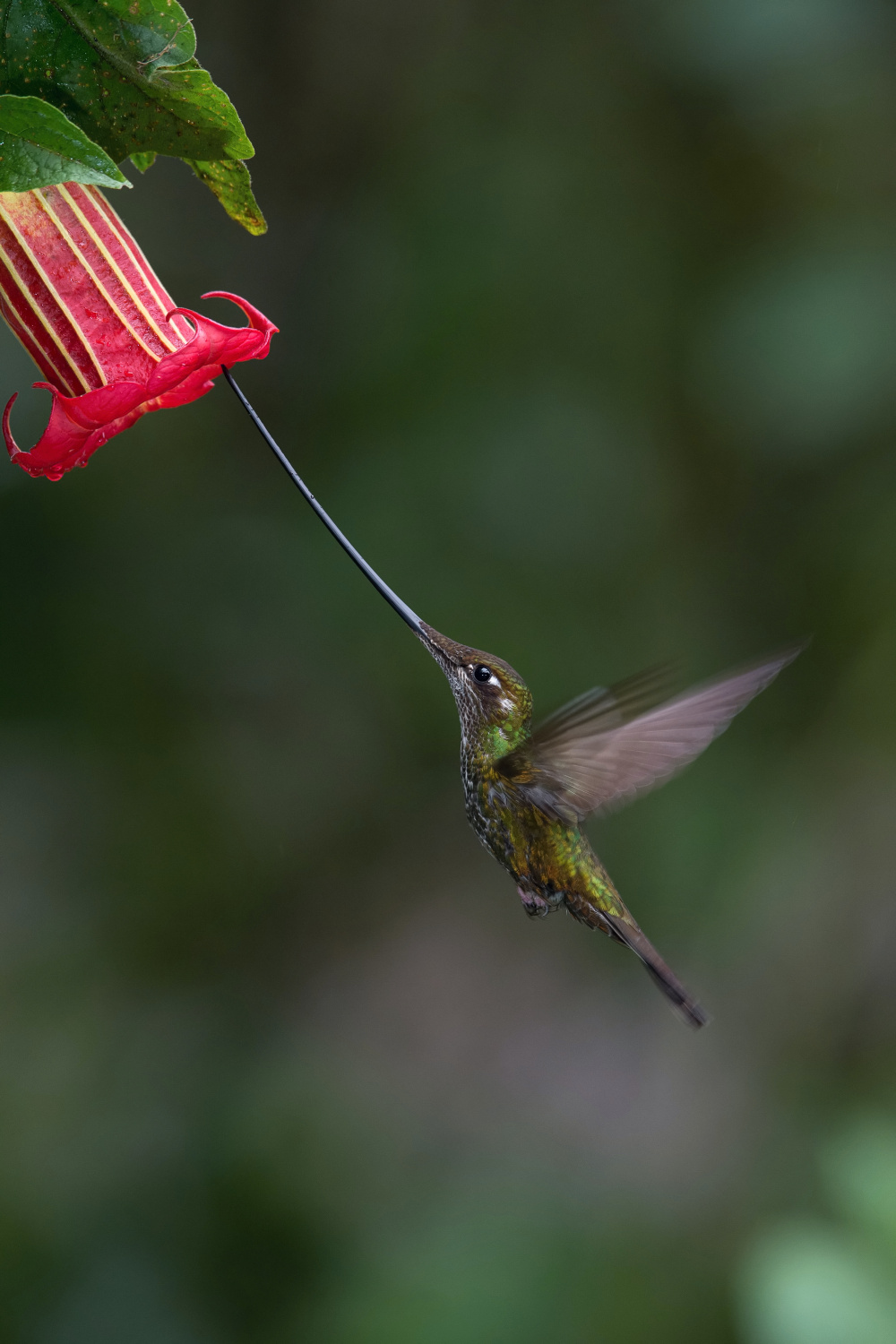 kolibřík mečozobec (Ensifera ensifera) Sword-billed hummingbird