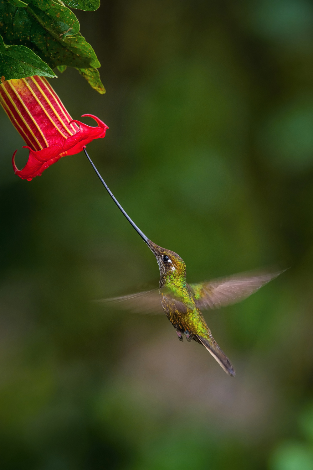 kolibřík mečozobec (Ensifera ensifera) Sword-billed hummingbird