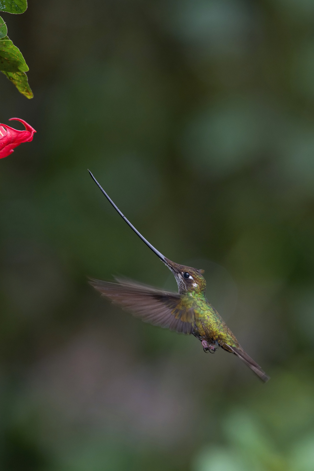 kolibřík mečozobec (Ensifera ensifera) Sword-billed hummingbird