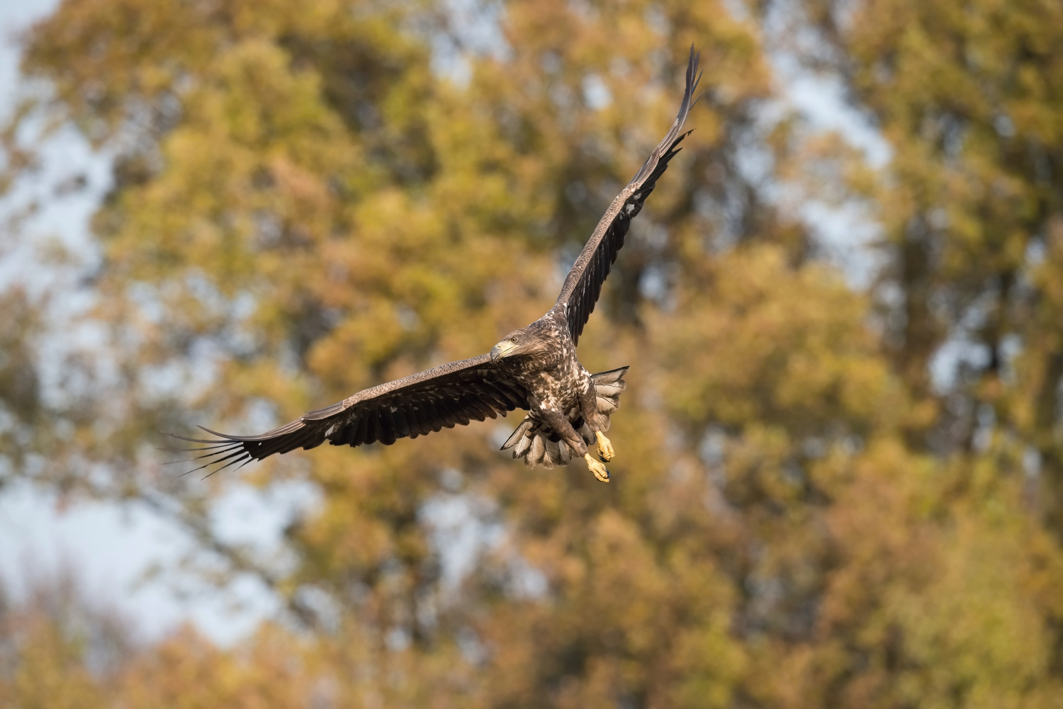 orel mořský (Haliaeetus albicilla) White-tailed eagle