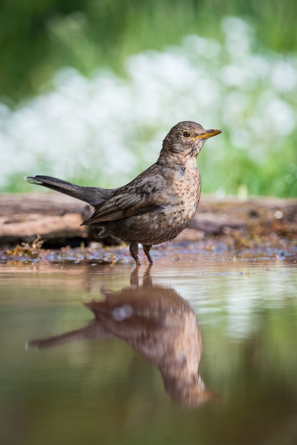 kos černý (Turdus merula) Common blackbird