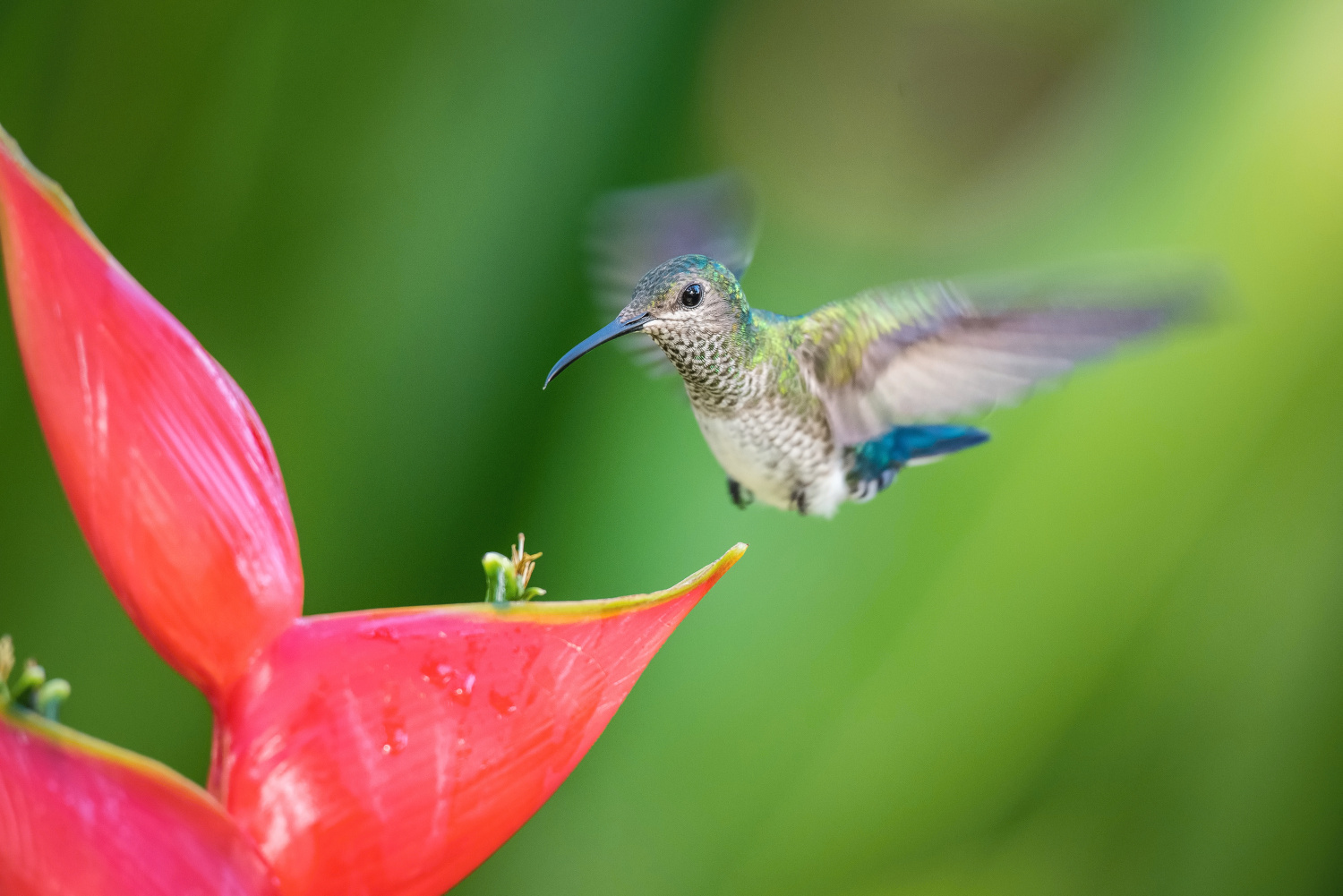 kolibřík bělokrký (Florisuga mellivora) White-necked jacobin