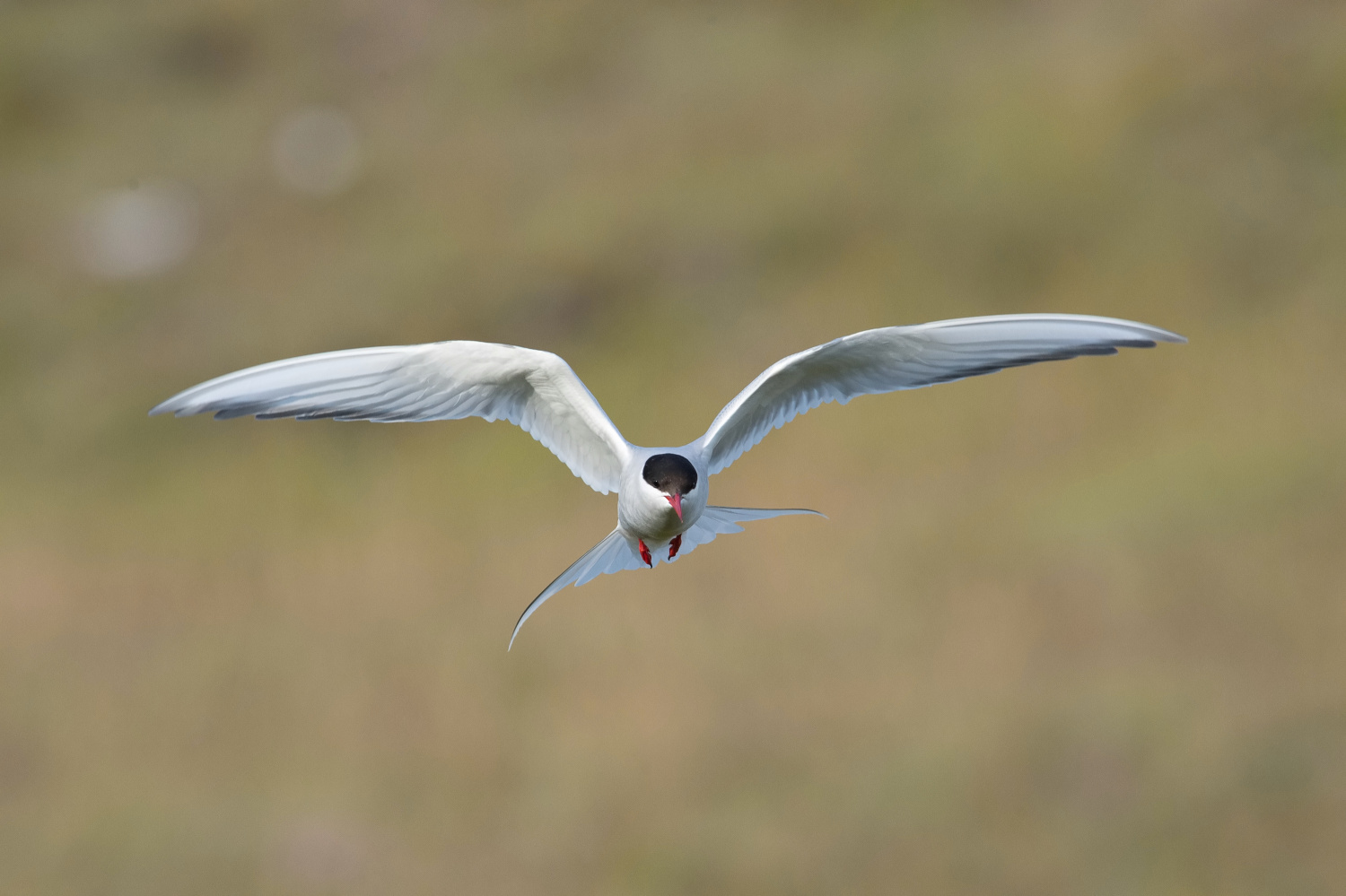 rybák dlouhoocasý (Sterna paradisaea) Arctic tern