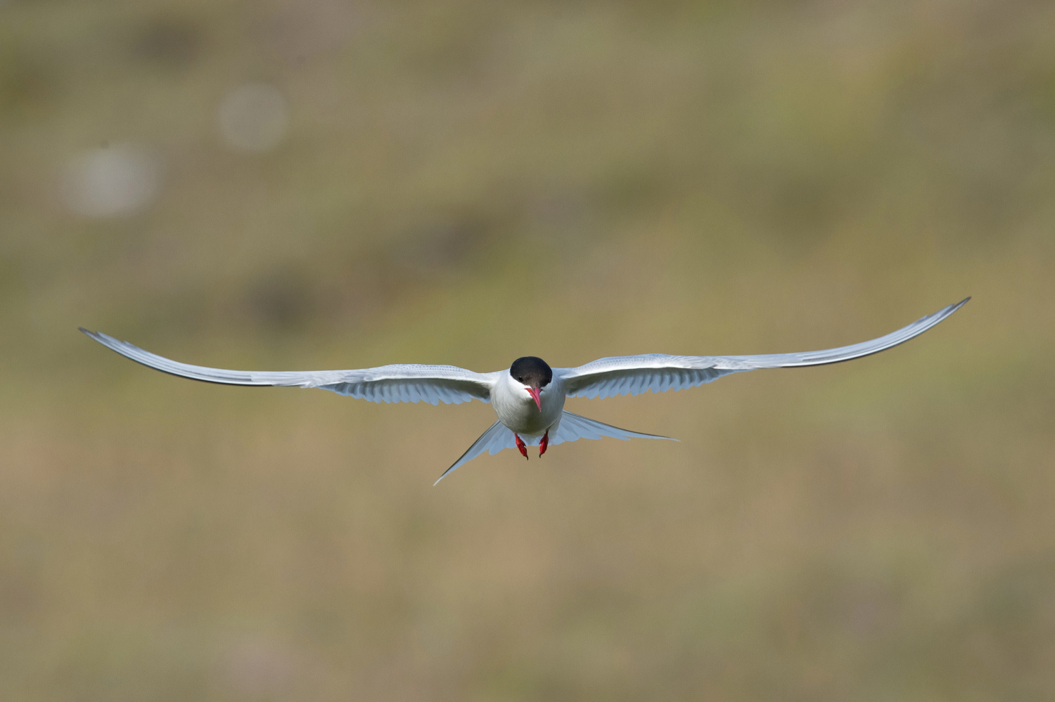 rybák dlouhoocasý (Sterna paradisaea) Arctic tern