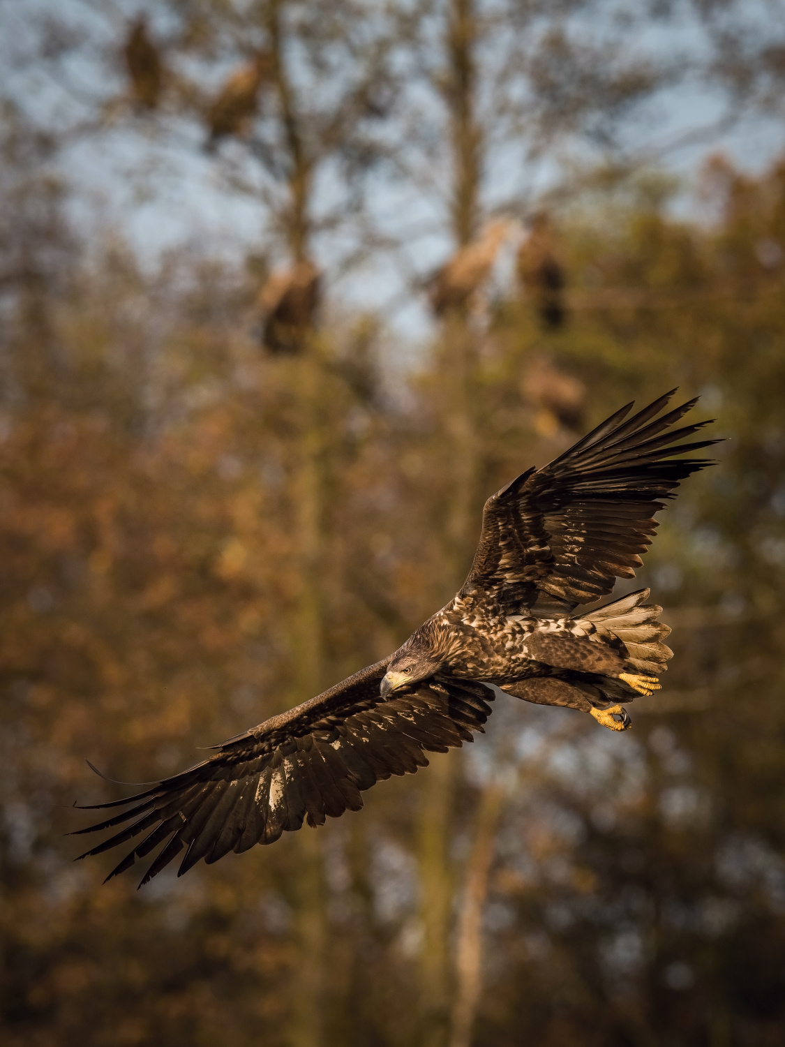 orel mořský (Haliaeetus albicilla) White-tailed eagle