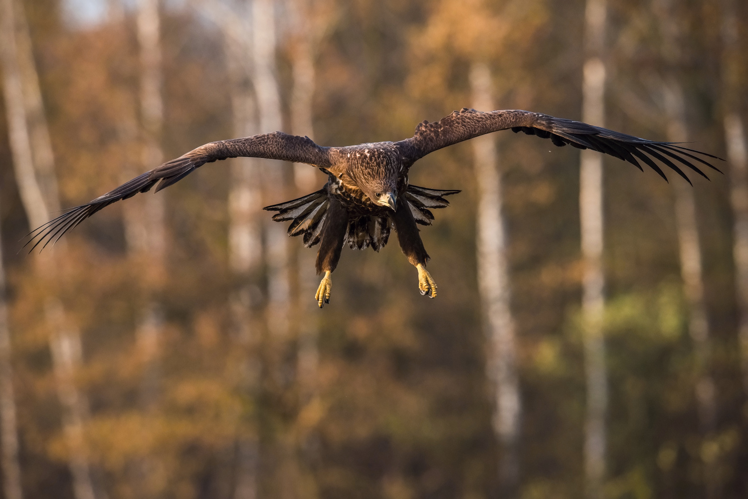 orel mořský (Haliaeetus albicilla) White-tailed eagle