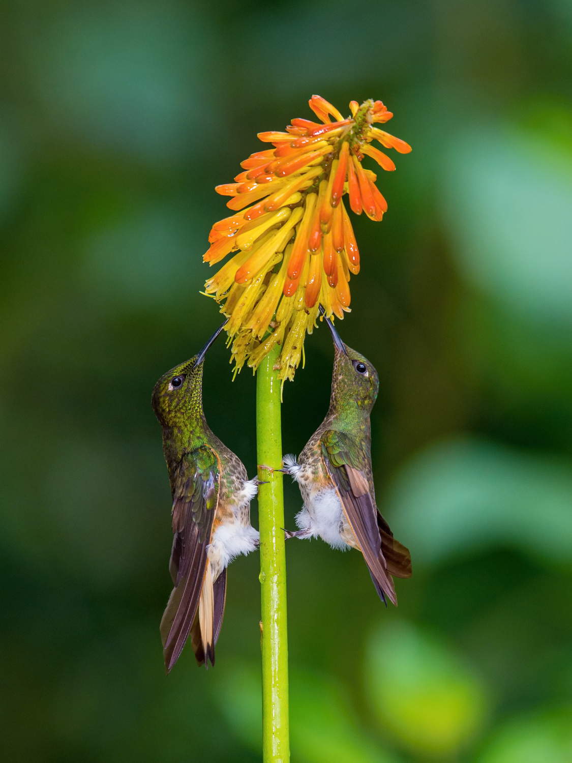 kolibřík žlutavý (Boissonneaua flavescens) Buff-tailed coronet