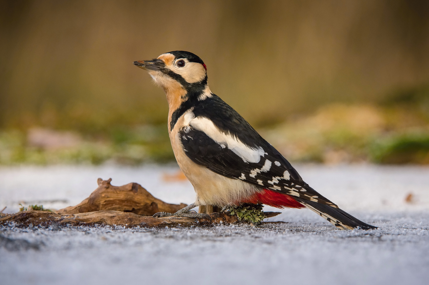 strakapoud velký (Dendrocopos major) Great spotted woodpecker