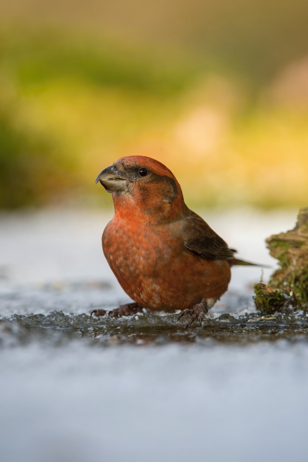 křivka obecná (Loxia curvirostra) Red crossbill