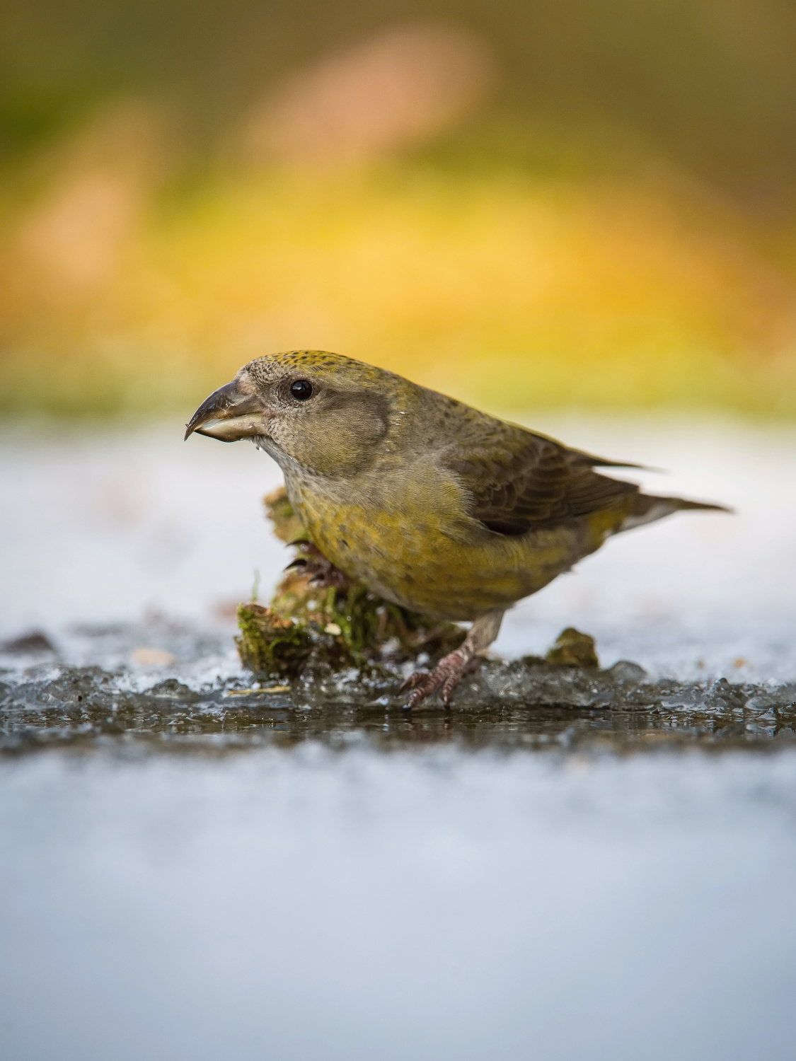 křivka obecná (Loxia curvirostra) Red crossbill