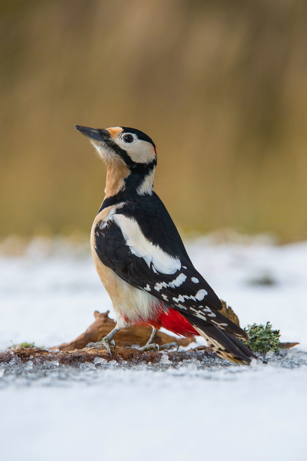 strakapoud velký (Dendrocopos major) Great spotted woodpecker