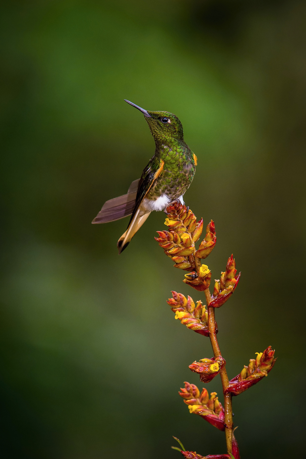 kolibřík žlutavý (Boissonneaua flavescens) Buff-tailed coronet