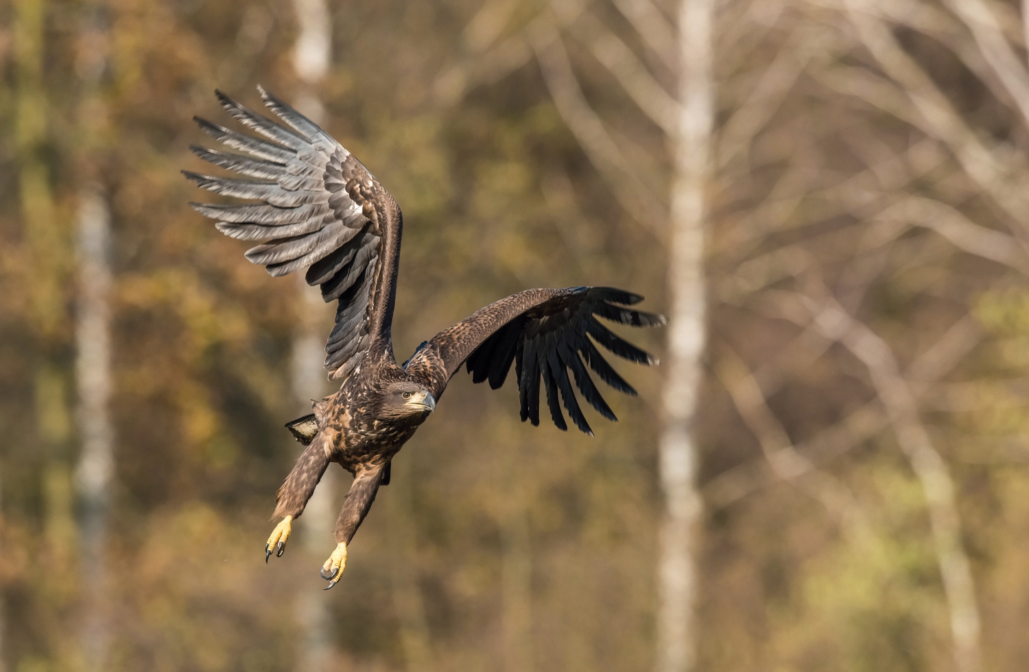 orel mořský (Haliaeetus albicilla) White-tailed eagle