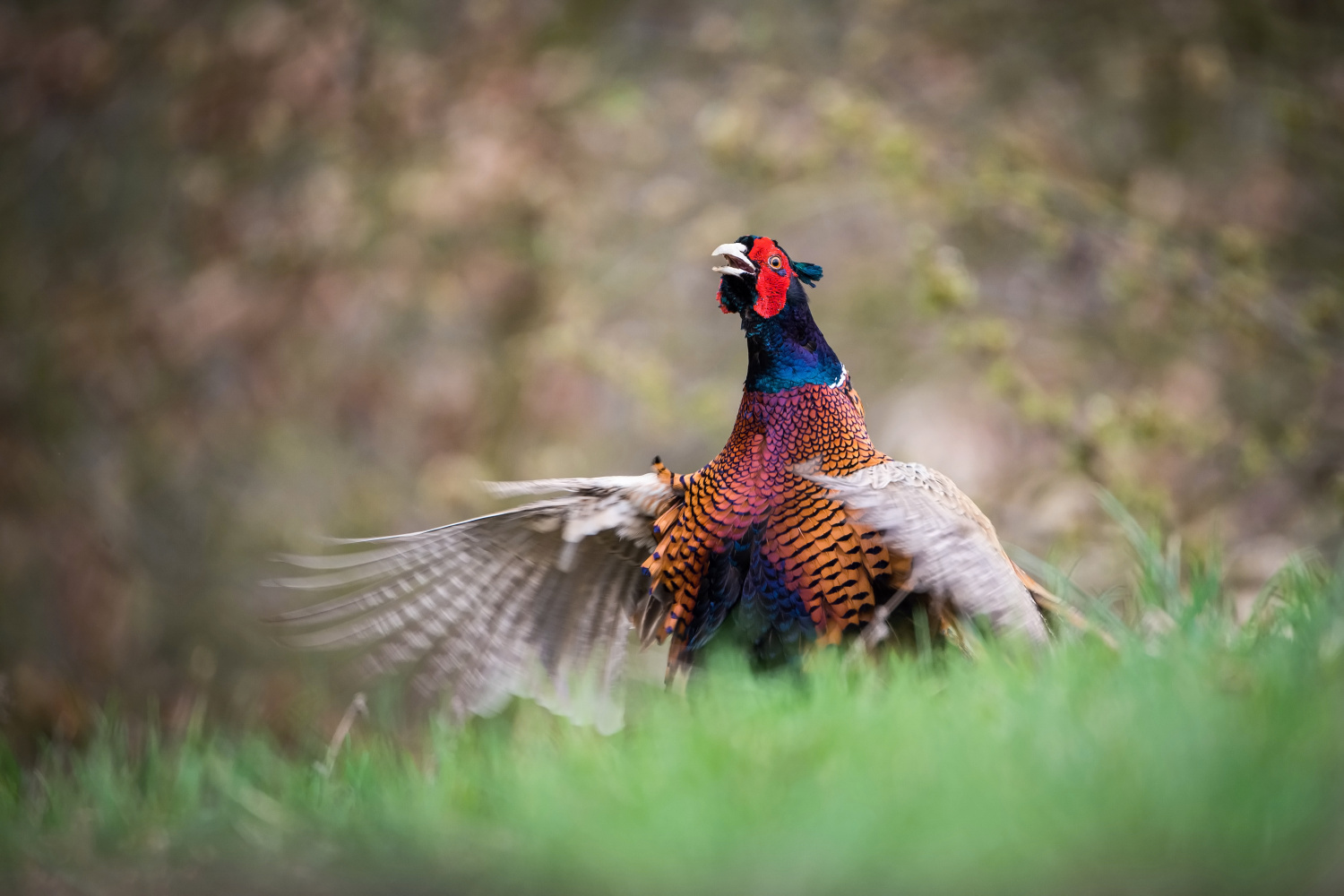 bažant obecný (Phasianus colchicus) Common pheasant