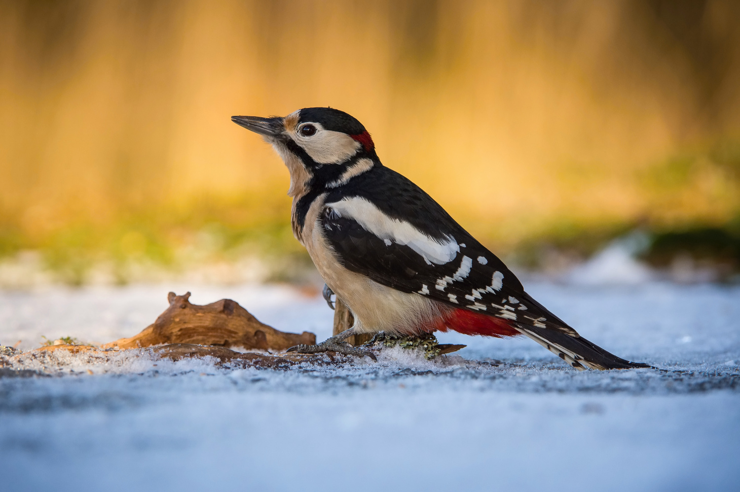 strakapoud velký (Dendrocopos major) Great spotted woodpecker