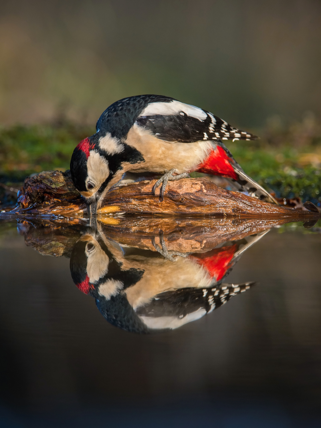 strakapoud velký (Dendrocopos major) Great spotted woodpecker