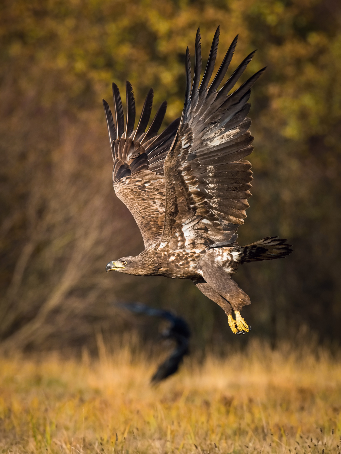 orel mořský (Haliaeetus albicilla) White-tailed eagle