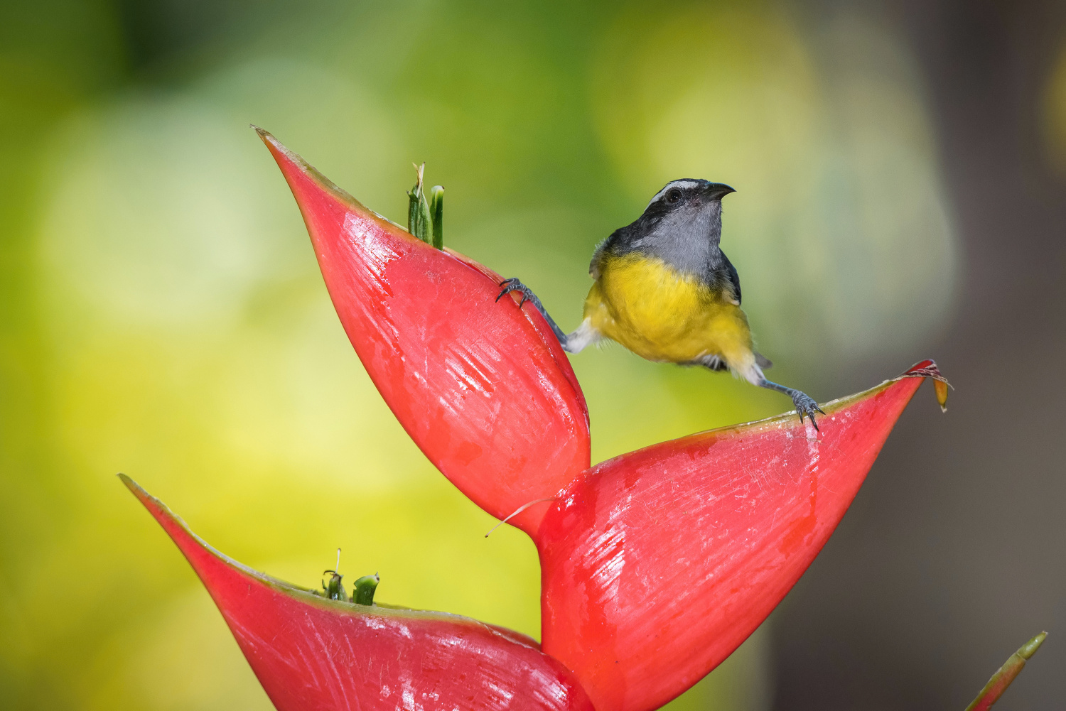 banakit americký (Coereba flaveola) Bananaquit