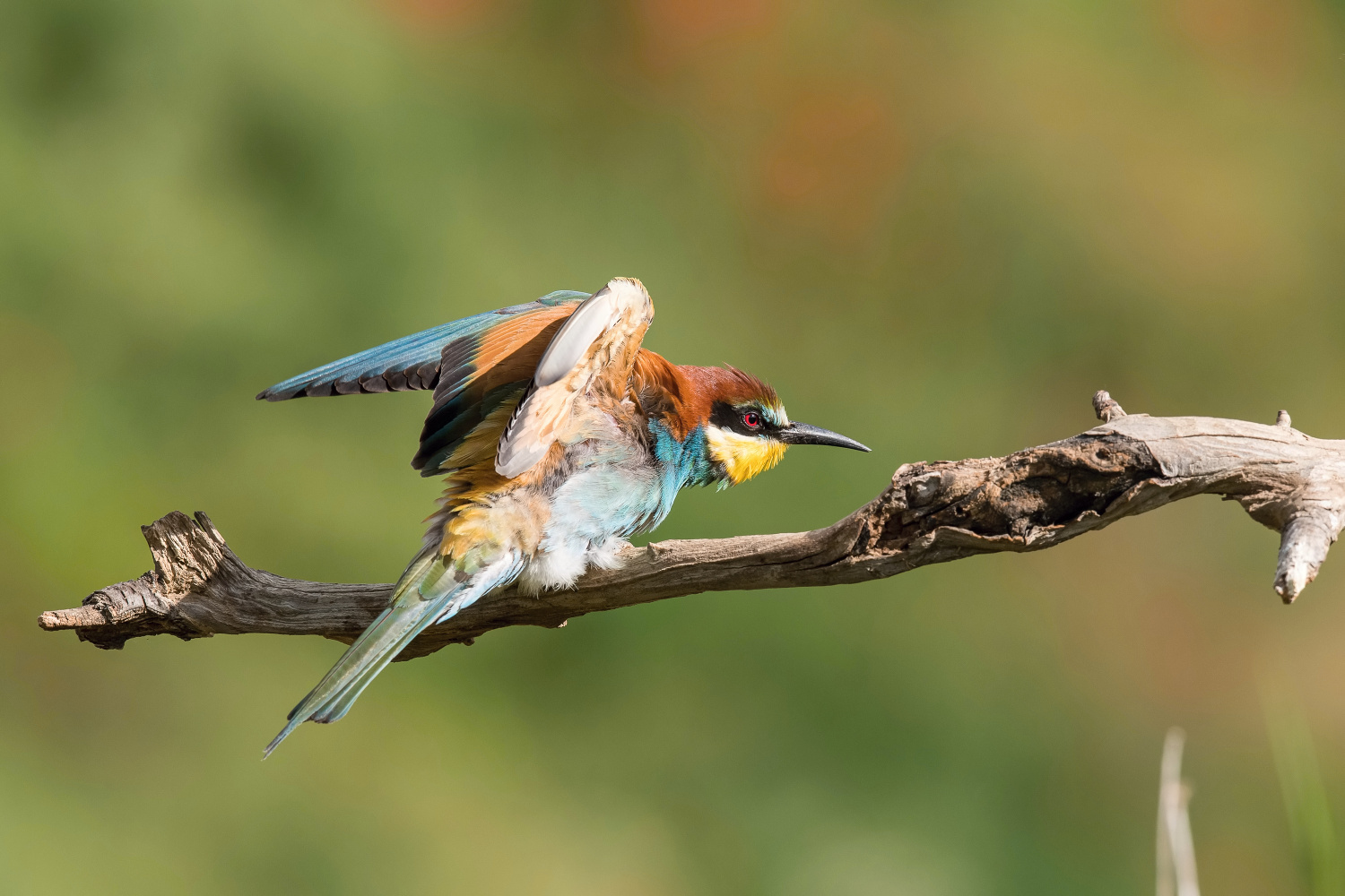 vlha pestrá (Merops apiaster) European bee-eater