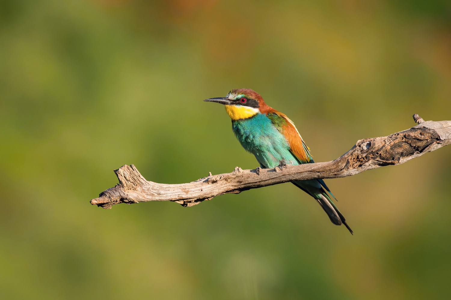 vlha pestrá (Merops apiaster) European bee-eater