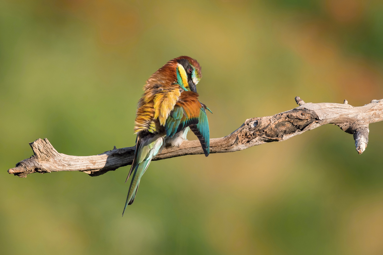 vlha pestrá (Merops apiaster) European bee-eater