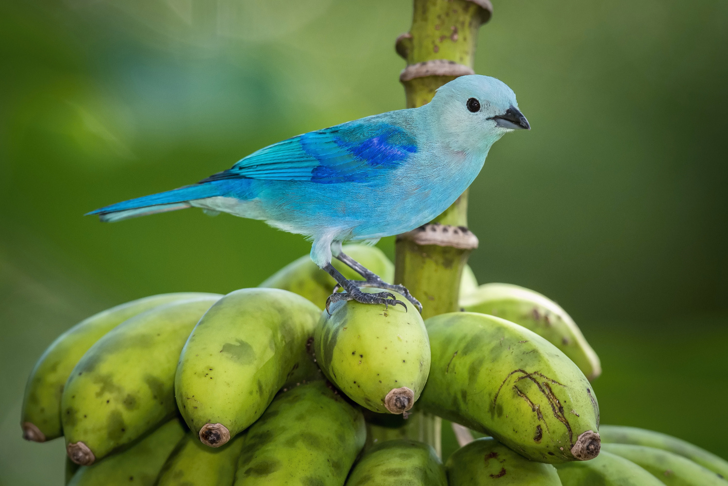 tangara modrá (Thraupis episcopus) Blue-gray tanager