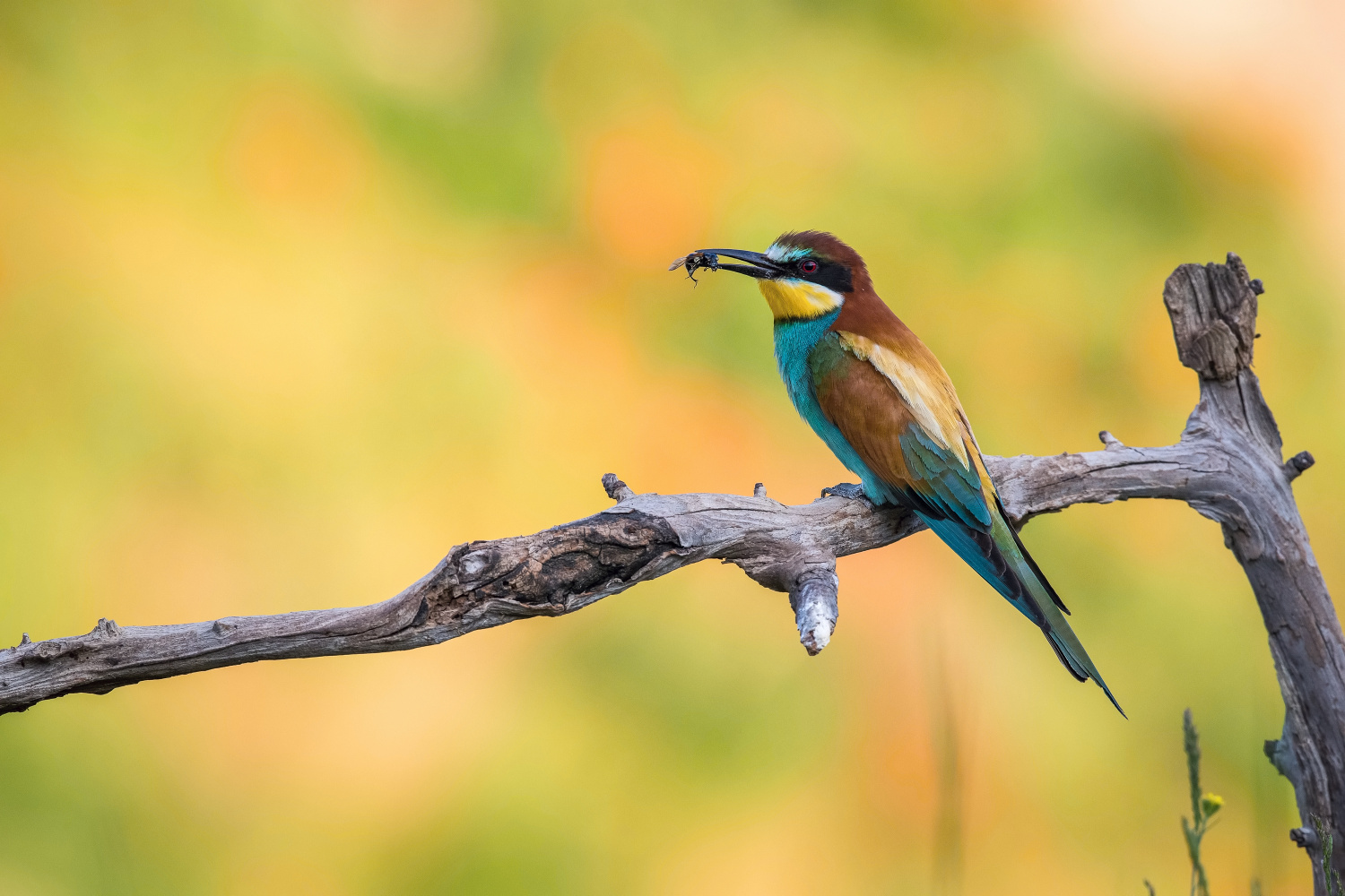 vlha pestrá (Merops apiaster) European bee-eater