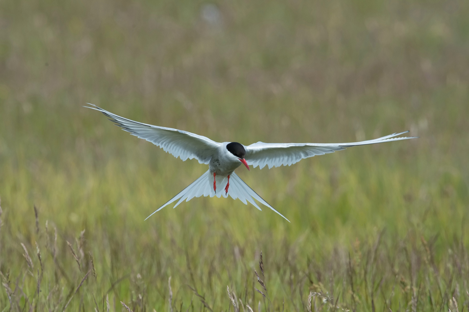 rybák dlouhoocasý (Sterna paradisaea) Arctic tern