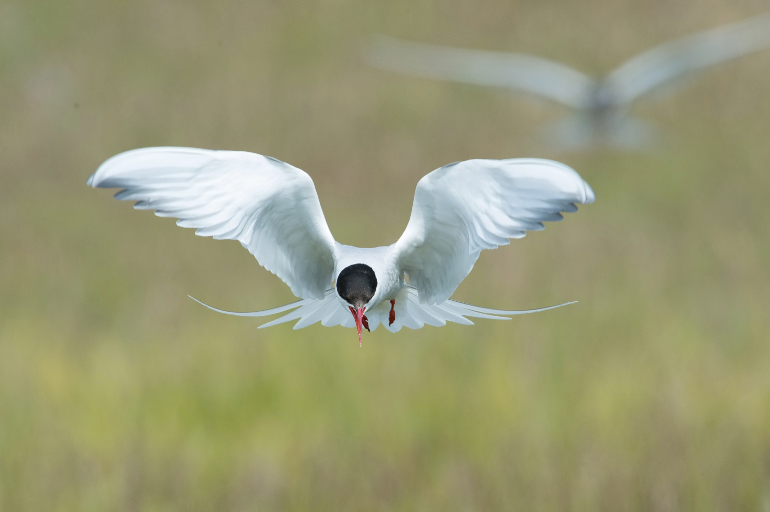 rybák dlouhoocasý (Sterna paradisaea) Arctic tern