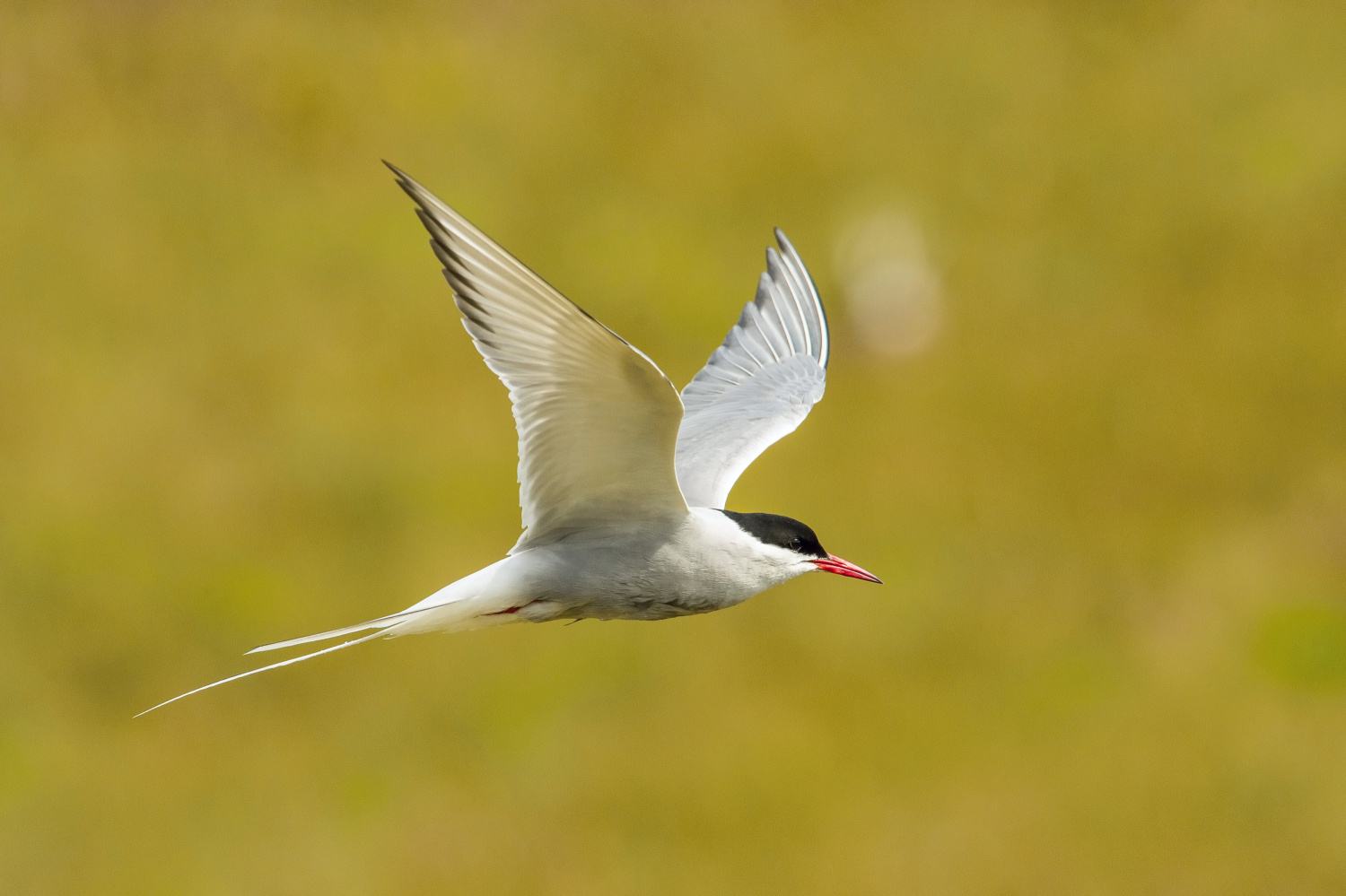 rybák dlouhoocasý (Sterna paradisaea) Arctic tern