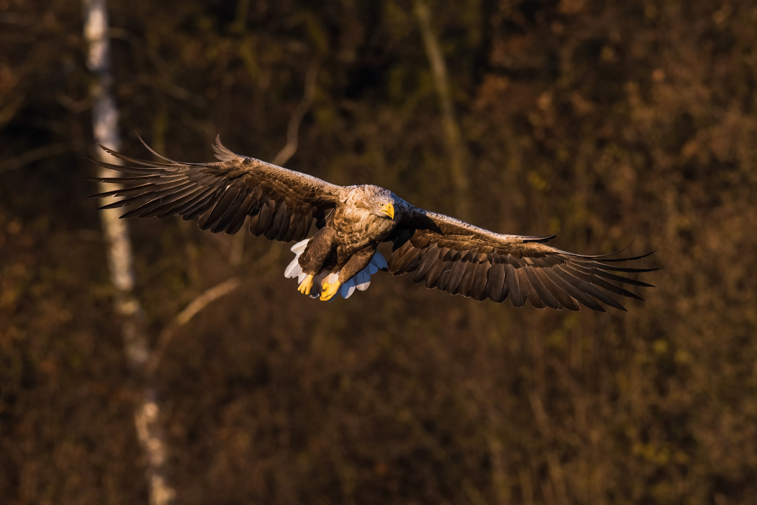 orel mořský (Haliaeetus albicilla) White-tailed eagle