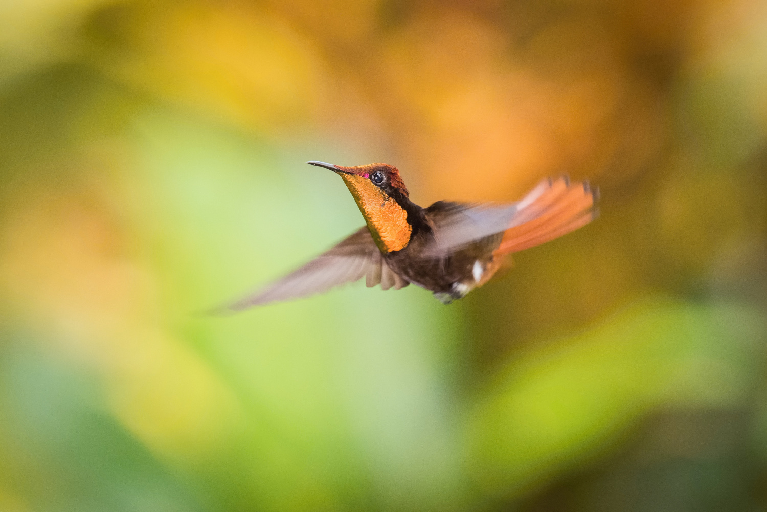 kolibřík žlutohrdlý (Chrysolampis mosquitus) Ruby-topaz hummingbird