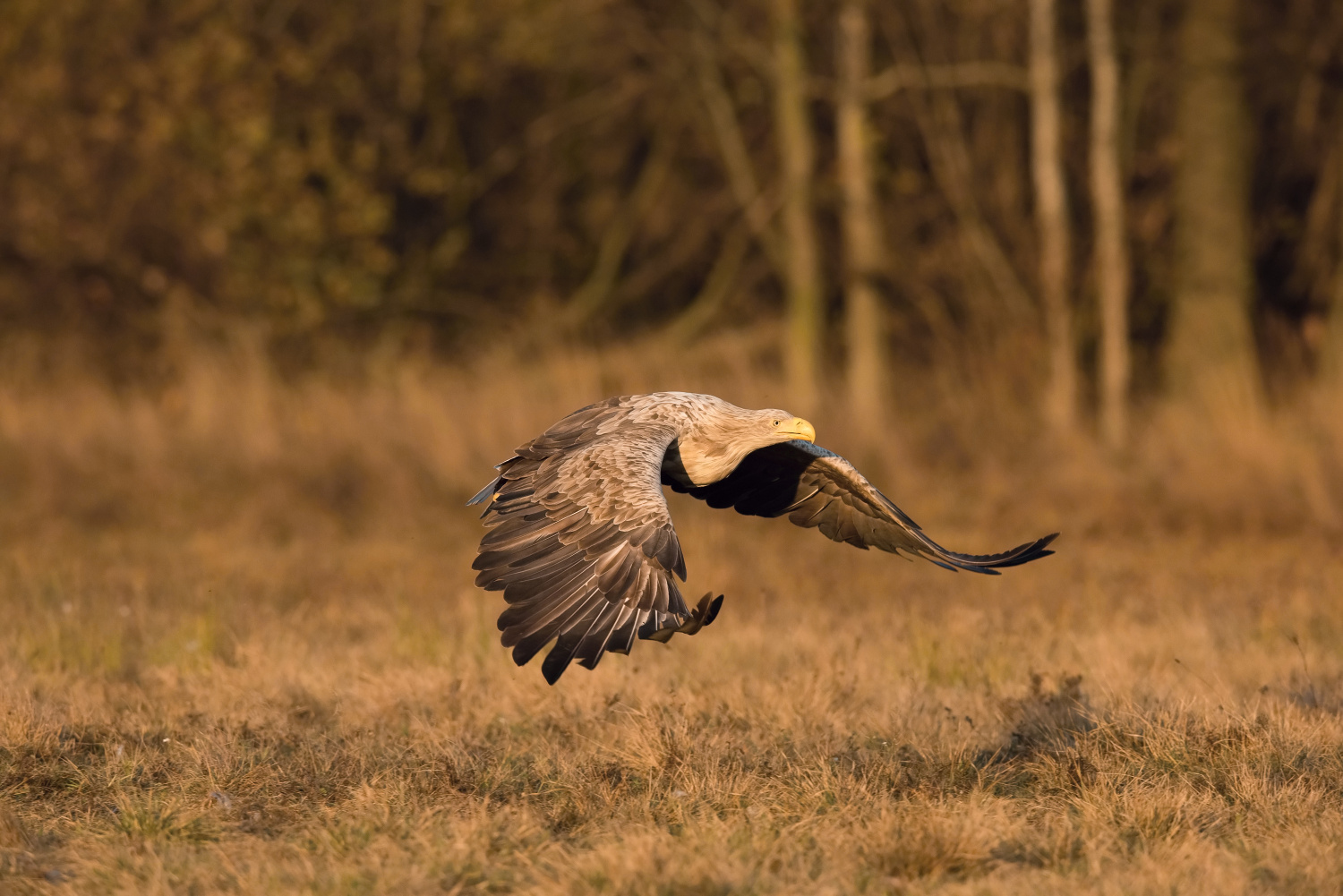 orel mořský (Haliaeetus albicilla) White-tailed eagle