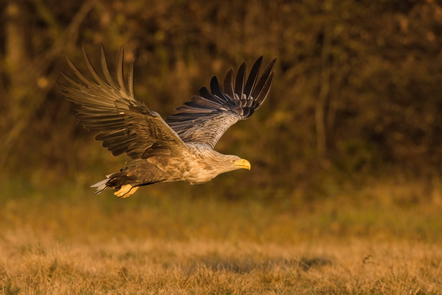 orel mořský (Haliaeetus albicilla) White-tailed eagle