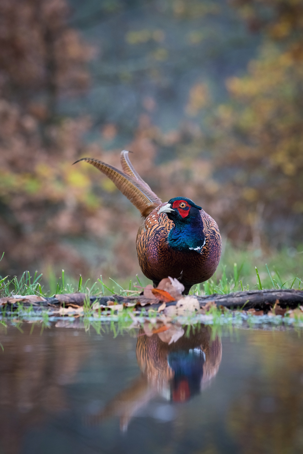 bažant obecný (Phasianus colchicus) Common pheasant