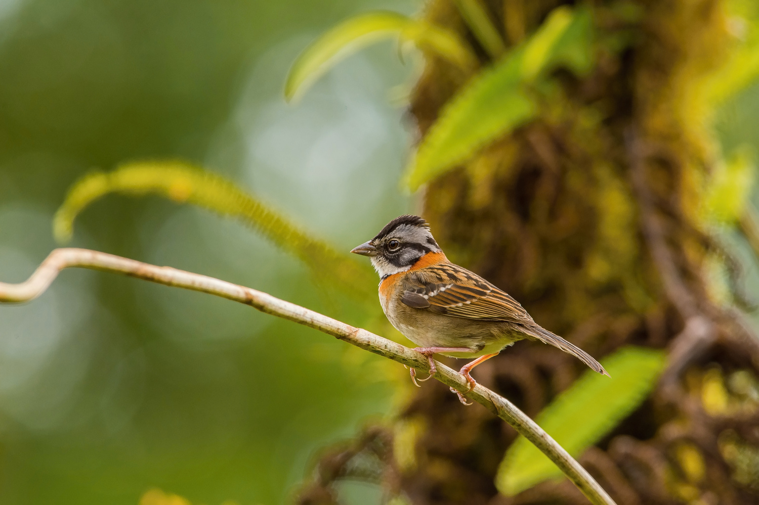 strnadec ranní (Zonotrichia capensis) Rufous-collared sparrow