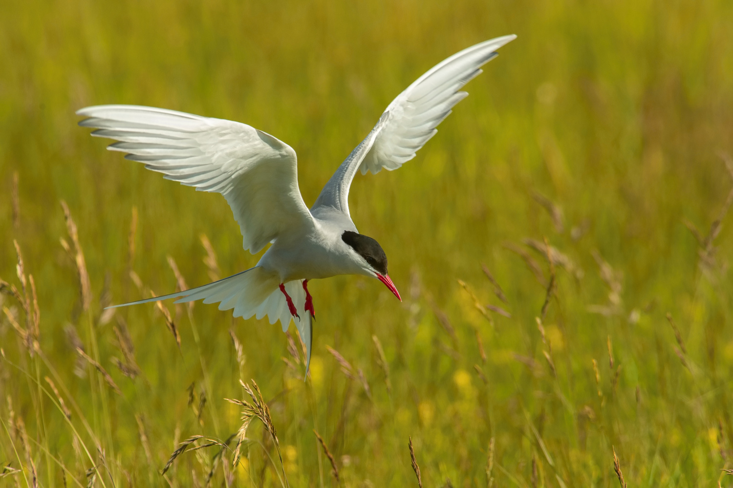 rybák dlouhoocasý (Sterna paradisaea) Arctic tern